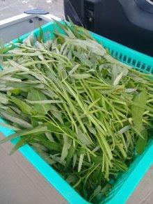 KTJ's Thriving Vegetable Garden! KTJ's Thriving Vegetable Garden!